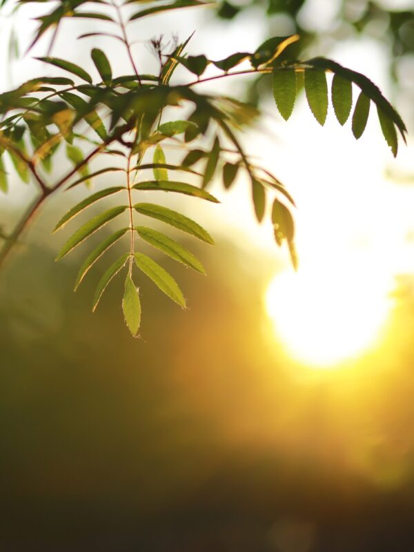 Lively closeup of spring leaves with vibrant backlight from the setting sun